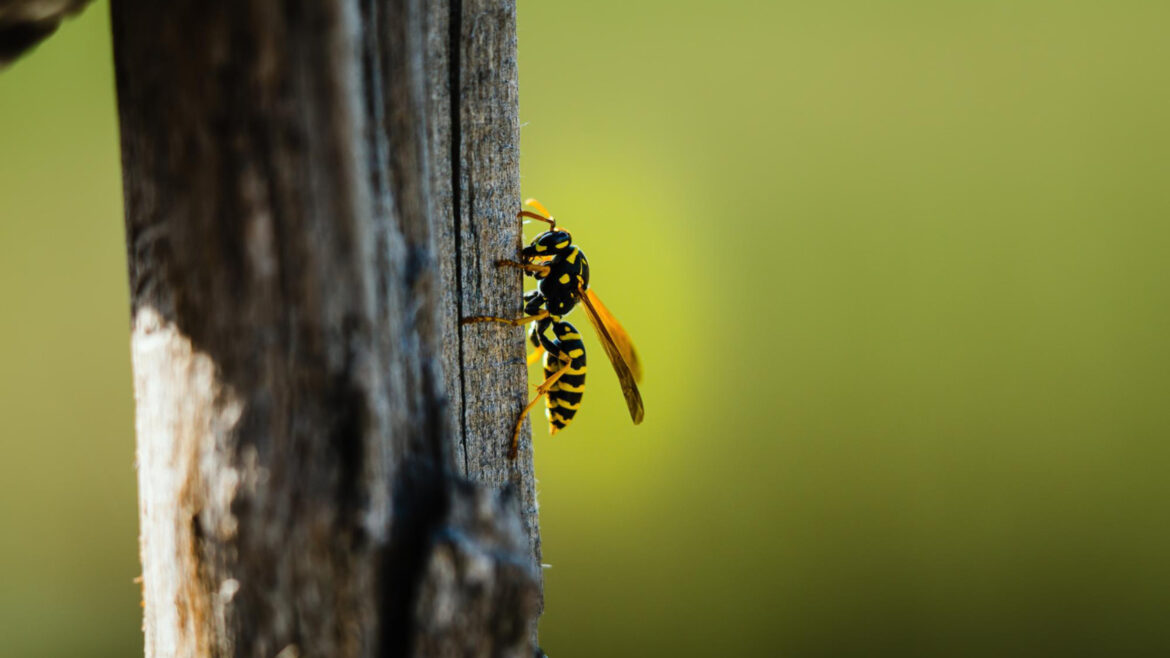 Quels sont les risques associés aux guêpes et frelons dans votre jardin ?